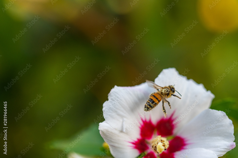 bees collect pollen in flowers bees collect pollen in flowers
