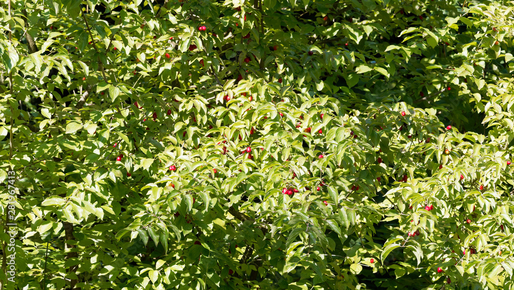 Vue panoramique d'un Cornouiller mâle (Cornus mas) aux feuilles gaufrées vert-foncé garni de drupes ou baies rouge en été Vue panoramique d'un Cornouiller mâle (Cornus mas) aux feuilles gaufrées vert-foncé garni de drupes ou baies rouge en été