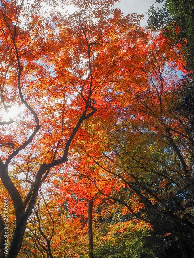 Beautiful orange maple tree under sunlight for background, Japan