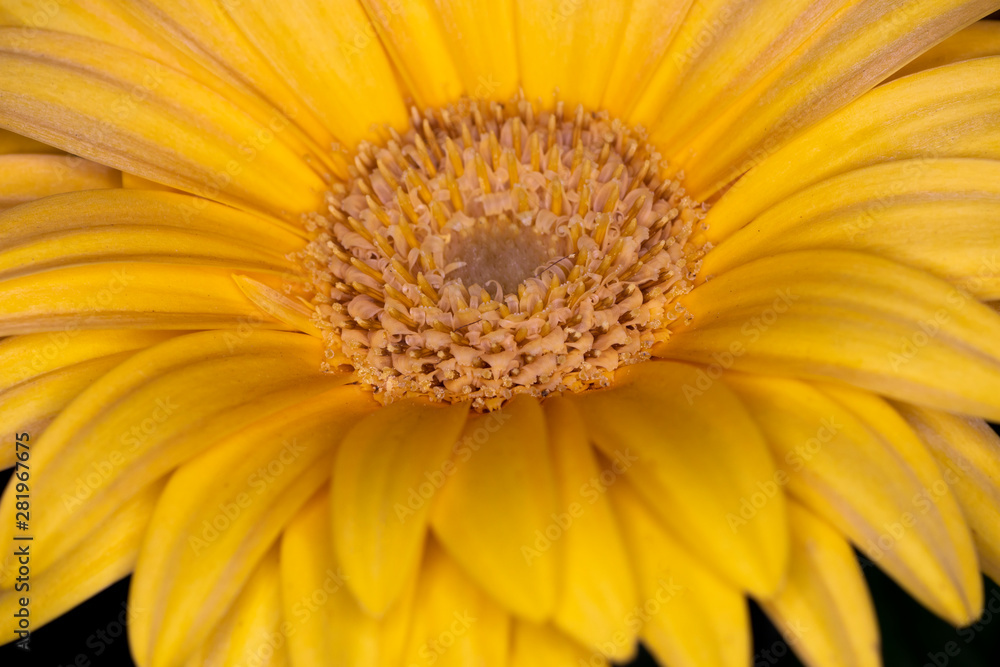 Gerbera yellow flower head, genus of plants in the Asteraceae of the daisy family native to tropical regions of South America, Africa and Asia, macro with shallow depth of field 