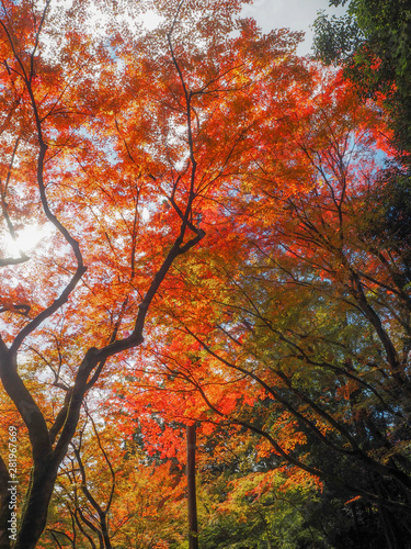 Beautiful orange maple tree under sunlight for background  Japan