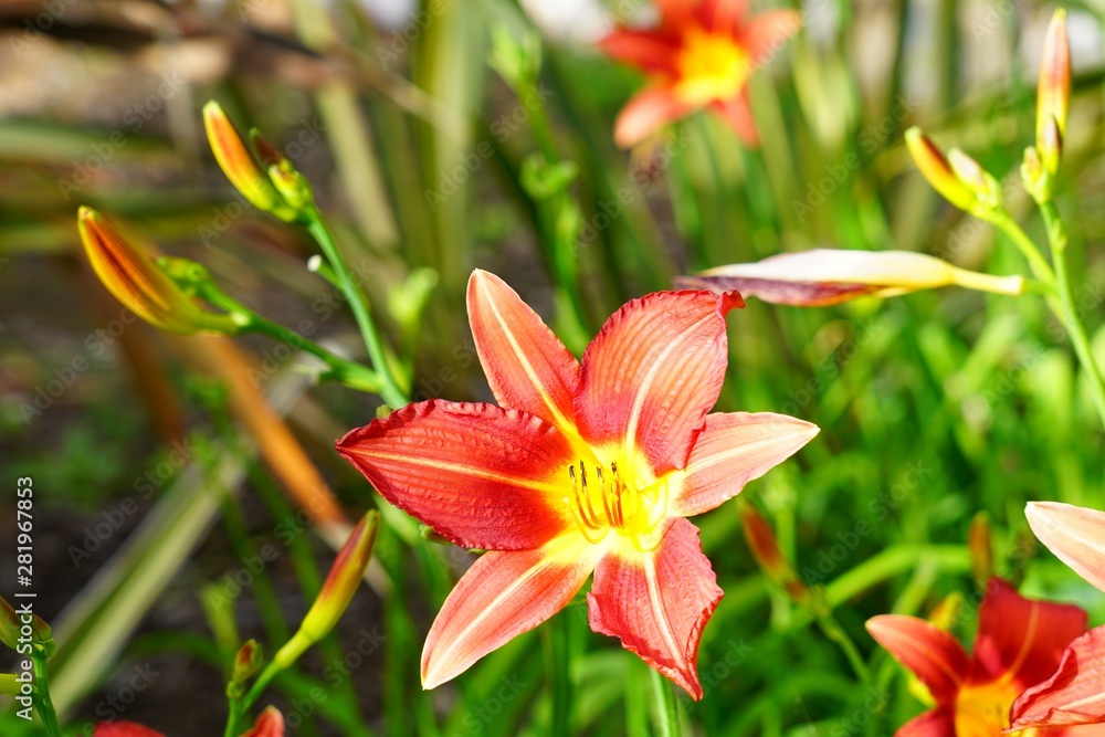 Red Orange daylilyflower (hemerocallis) Red Orange daylilyflower (hemerocallis)