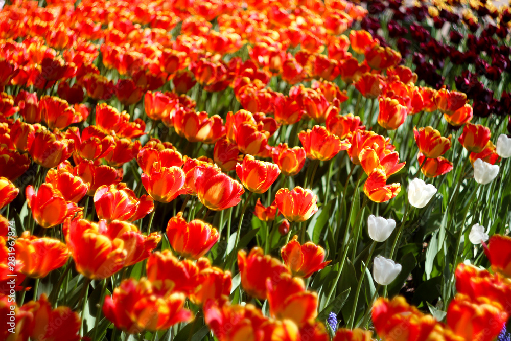 bright tulips, flower bed, bright flowers, orange tulips, yellow tulips bright tulips, flower bed, bright flowers, orange tulips, yellow tulips