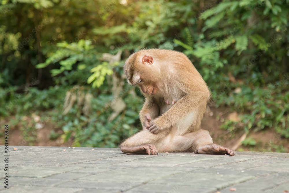 Fototapeta premium A cute monkey lives in a natural forest of Thailand.