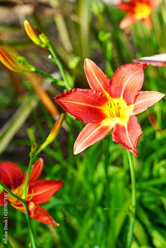 Red Orange daylilyflower  hemerocallis 