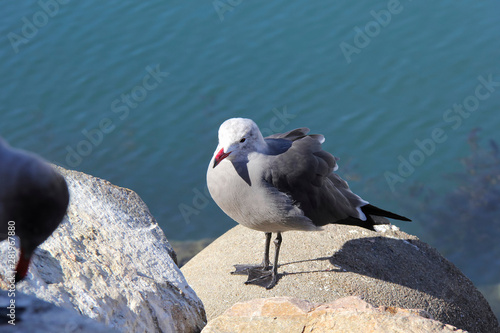 seagull on rock