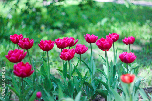 blooming in the garden, purple flowers, purple Tulip, summer bloom © Ольга Петрова