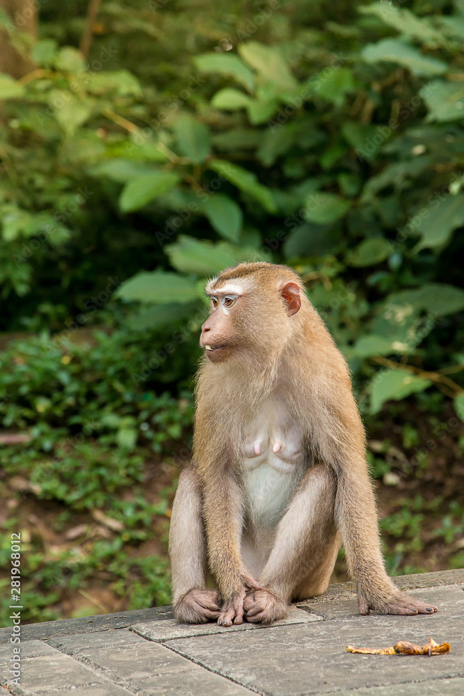 A cute monkey lives in a natural forest of Thailand. A cute monkey lives in a natural forest of Thailand.