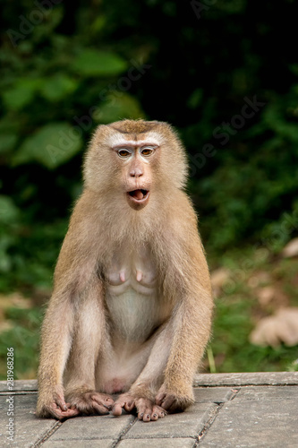 A cute monkey lives in a natural forest of Thailand. © gidtapas