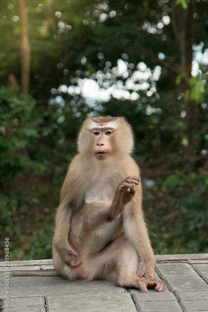 A cute monkey lives in a natural forest of Thailand.