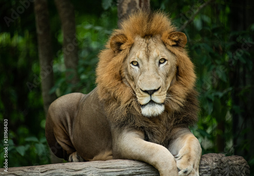 Closeup solemn big male Lion lying on artificial wood bench with green nature background.