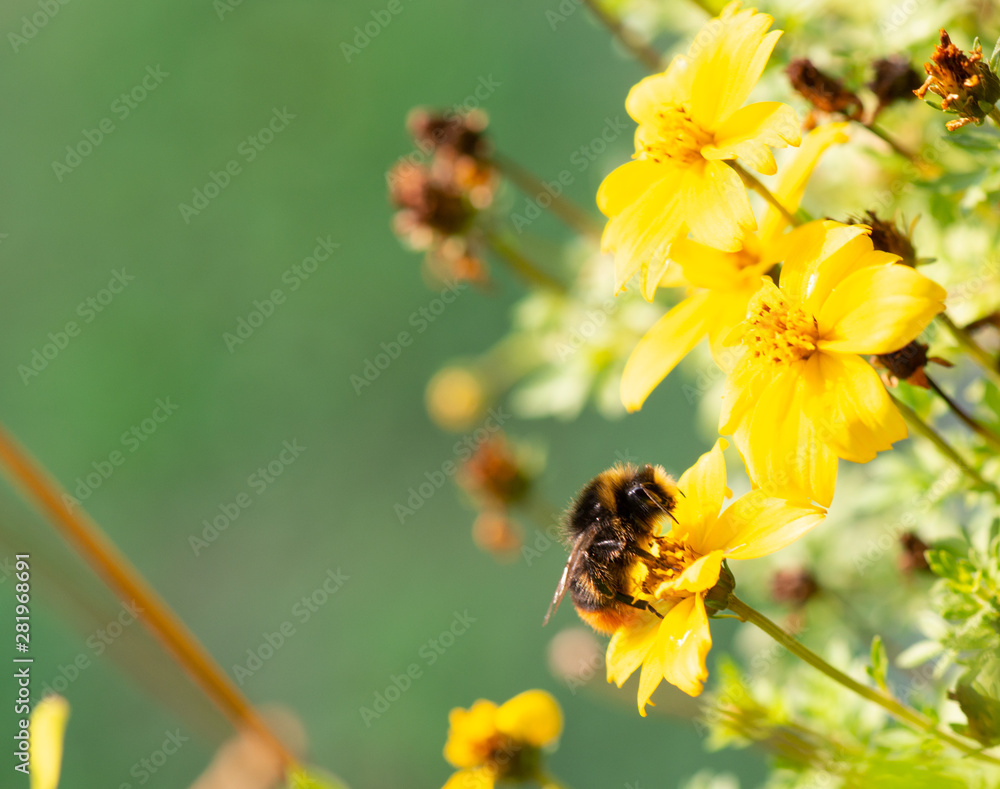 Hummel auf der Suche nach Nahrung, Makrofotografie Hummel auf der Suche nach Nahrung, Makrofotografie