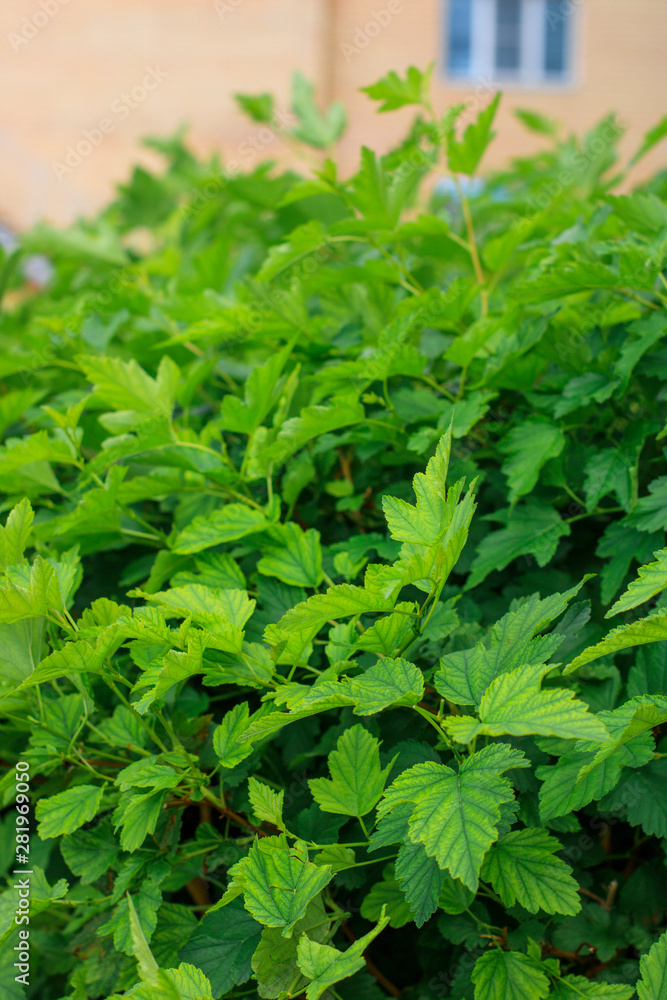 Juicy bright greens. Leaves of a bush in a hedge. Juicy bright greens. Leaves of a bush in a hedge.
