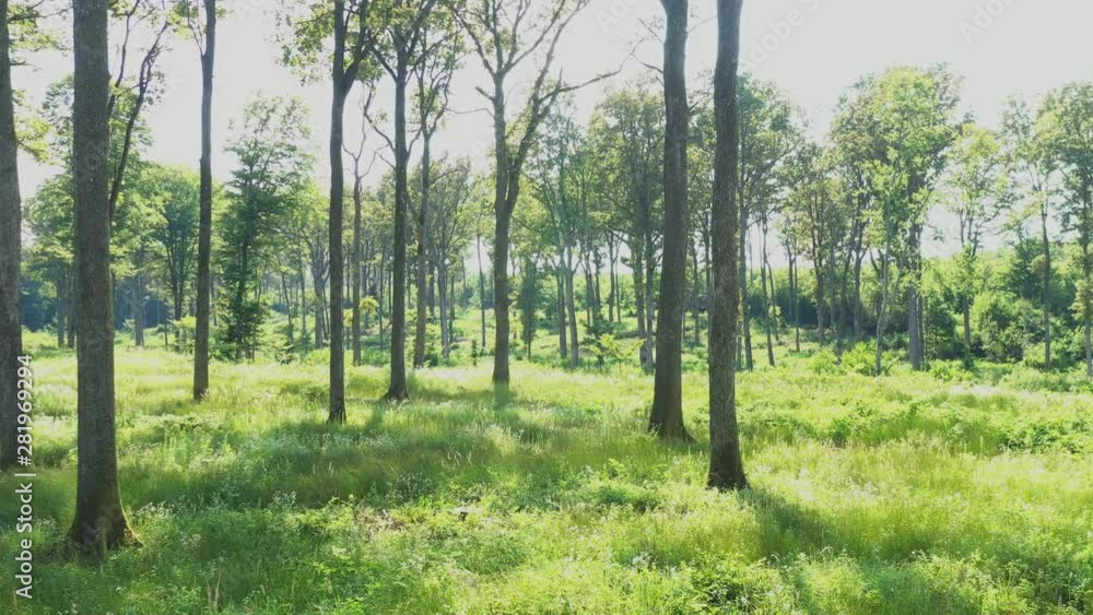 Beautiful sunny day in forest, slow drone flight between the trees in the wood on sunny summer evening Beautiful sunny day in forest, slow drone flight between the trees in the wood on sunny summer evening