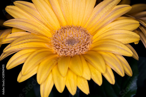 Gerbera yellow flower head  genus of plants in the Asteraceae of the daisy family native to tropical regions of South America  Africa and Asia  macro with shallow depth of field 