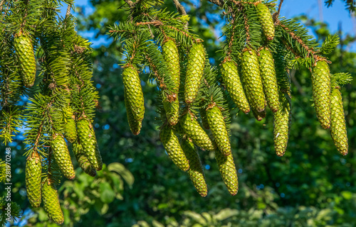 Green cones ate brightly lit by the afternoon sun.