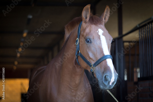 Horses. Portrait in stable, close up, dark © erainbow