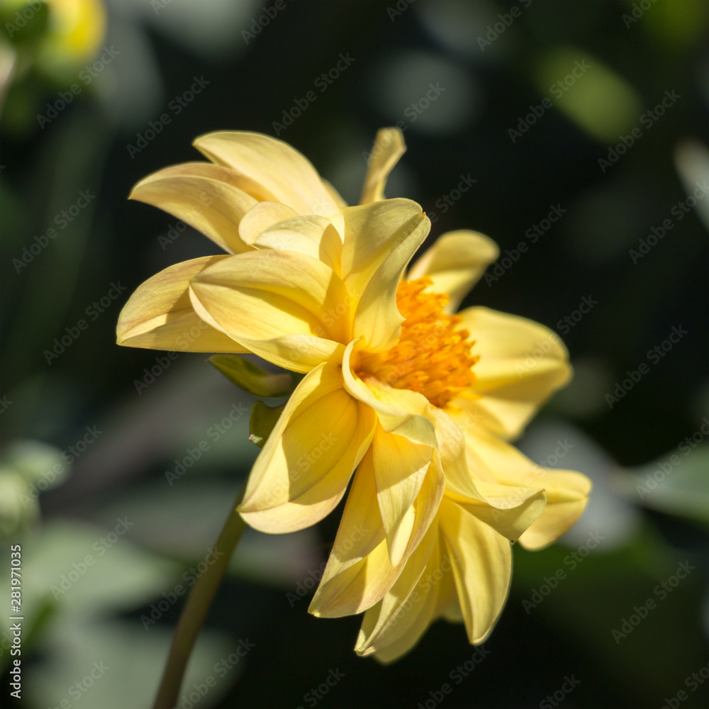 Flower dahlia in garden, shallow depth of field