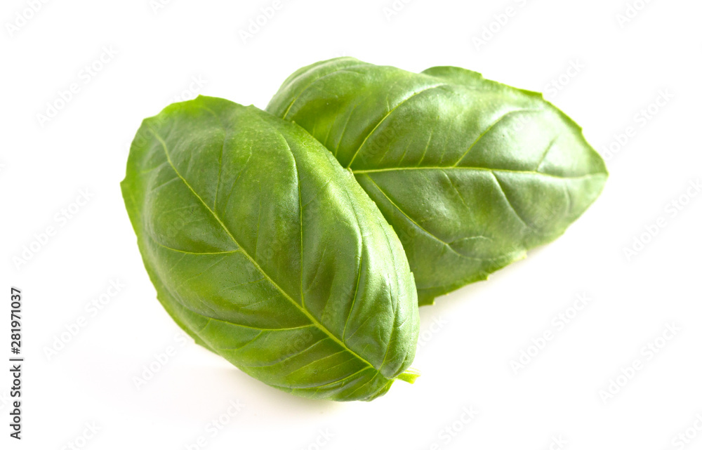Fresh Basil Leaves Isolated on a White Background Fresh Basil Leaves Isolated on a White Background