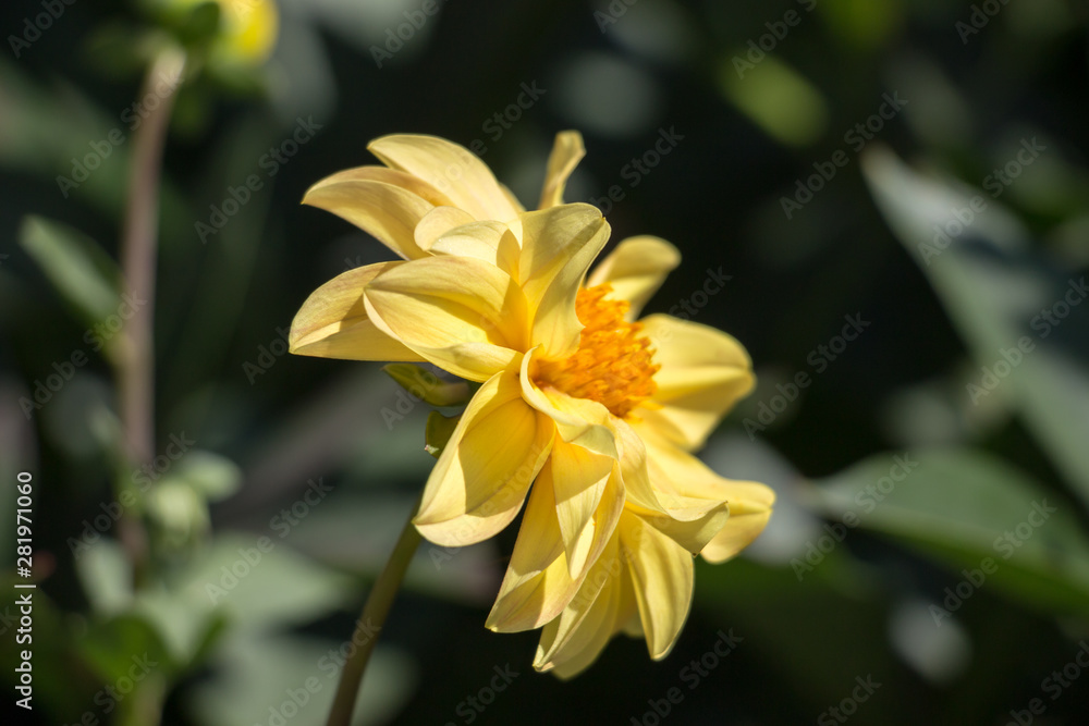 Flower dahlia in garden, shallow depth of field Flower dahlia in garden, shallow depth of field