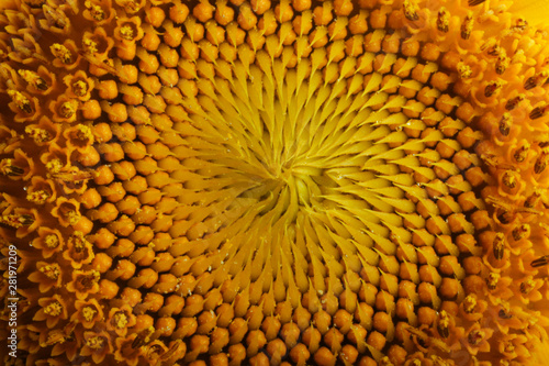 Decorative sunflower close up. Bright yellow sunflowers. Sunflower background.