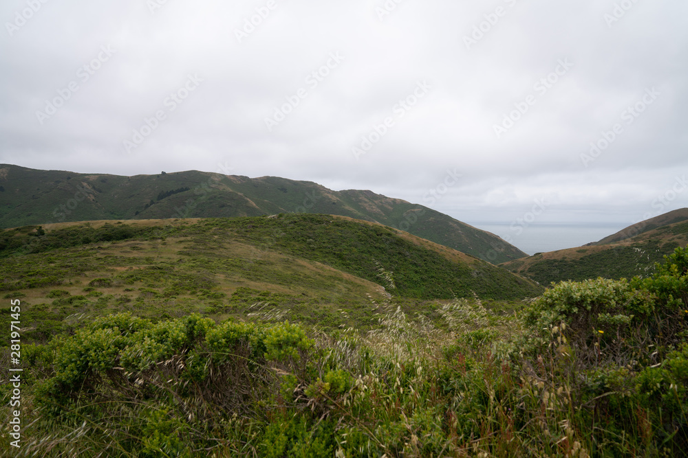 Bush and weeds with grassy rolling hills with overcast sky Bush and weeds with grassy rolling hills with overcast sky