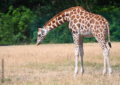 a giraffe in a savannah