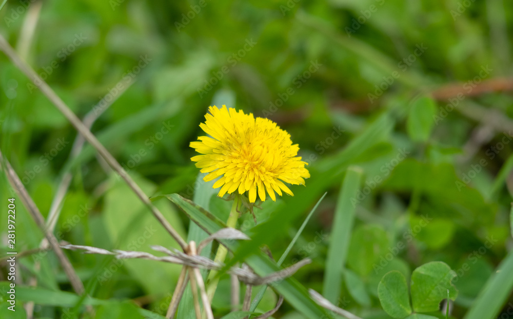 Closeup blooming yellow dandelion in summer in a field Closeup blooming yellow dandelion in summer in a field