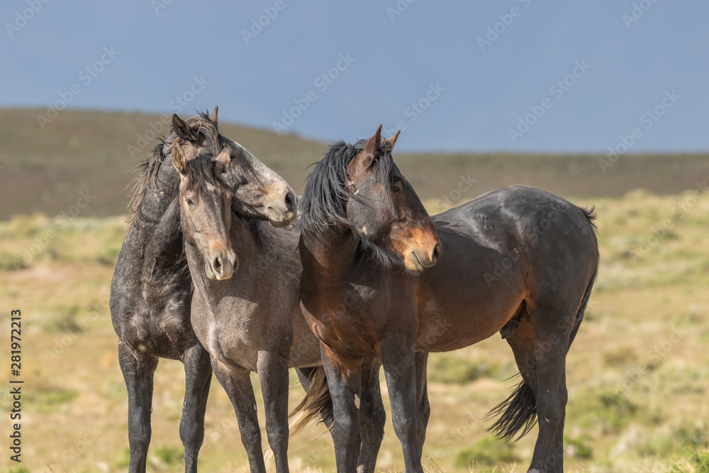 Beautiful Wild Horses in the Utah Desert in Summer