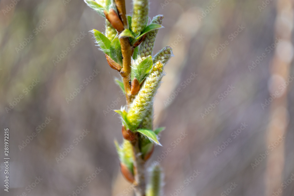 The top of the Willow shoot (Salix udensis) with female inflorescences and blooming leaves The top of the Willow shoot (Salix udensis) with female inflorescences and blooming leaves