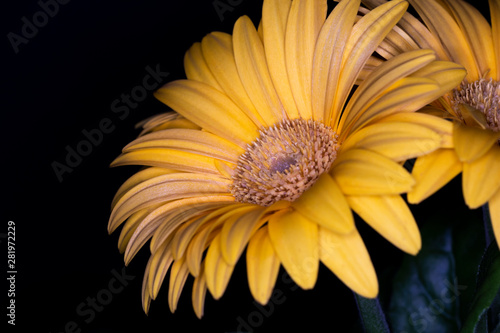 Gerbera yellow flower head,...