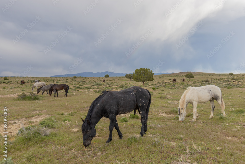 Beautiful Wild Horses in the Utah Desert in Summer Beautiful Wild Horses in the Utah Desert in Summer