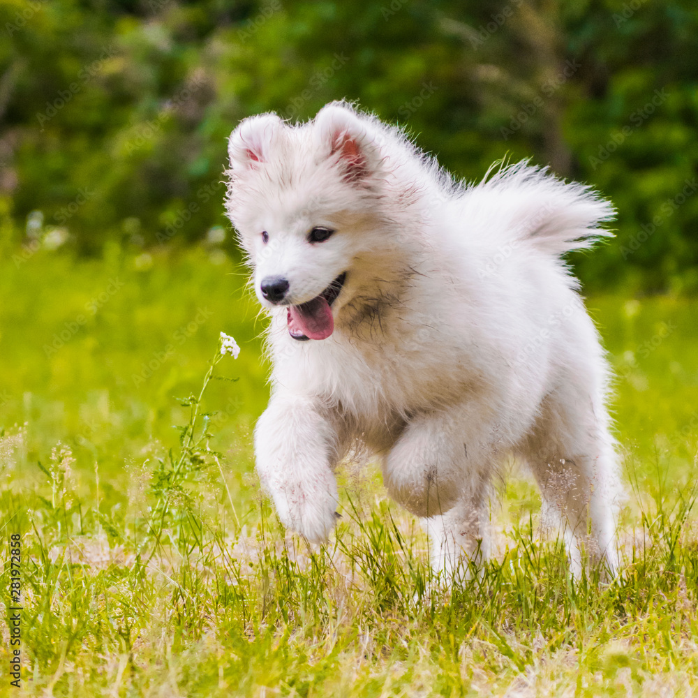 Adorable samoyed puppy is running and jumping Adorable samoyed puppy is running and jumping