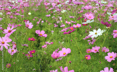 colorful cosmos flowers blooming in the field.