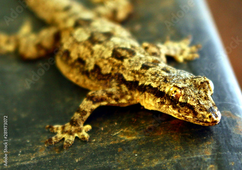 house lizard or little gecko closeup.