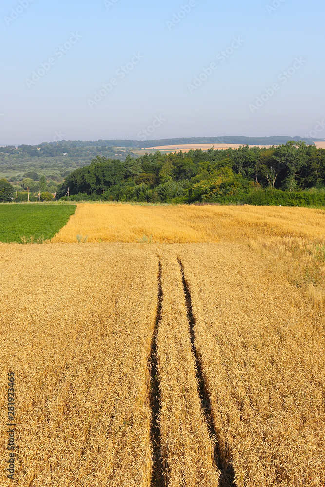 Beautiful summer landscape. Ripe wheat field, wheat ears, shallow depth of field. Harvest idea concept. rural scenery with blue sky with sun. creative image.