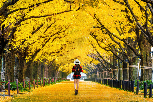 Woman traveler with backpack walking in Row of yellow ginkgo tree in autumn. Autumn park in Tokyo, Japan. photo
