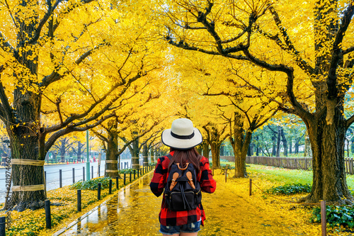 Woman traveler with backpack walking in Row of yellow ginkgo tree in autumn. Autumn park in Tokyo, Japan. photo
