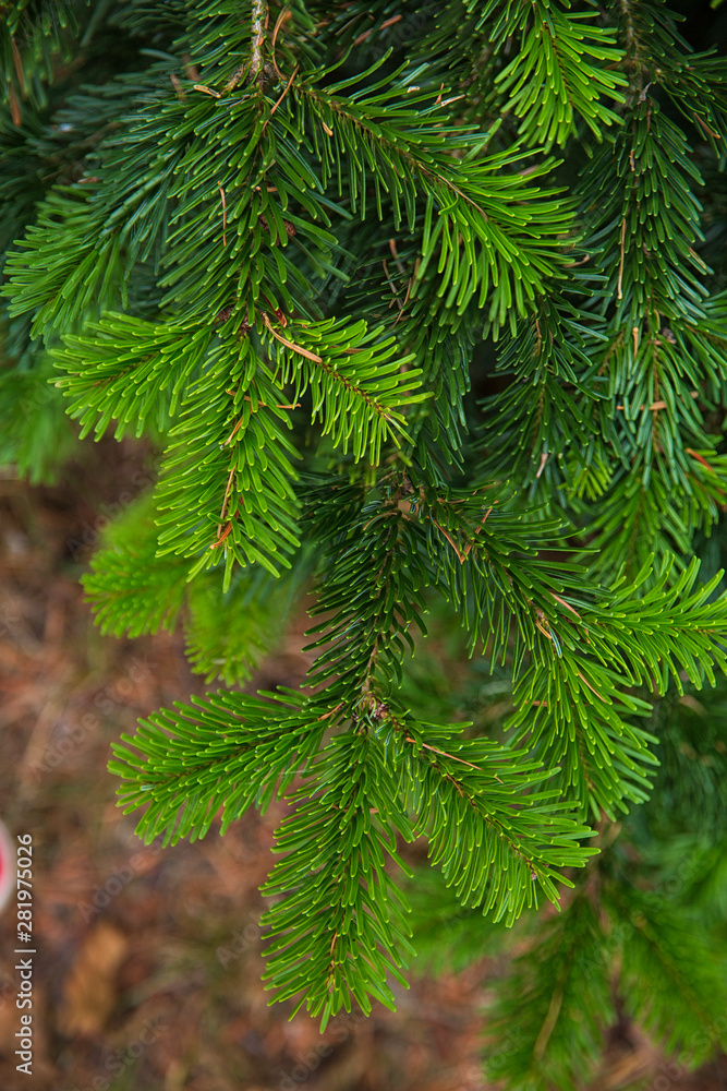 Plant textures and backgrounds.Branches ate close-up.Christmas. Green texture Plant textures and backgrounds.Branches ate close-up.Christmas. Green texture
