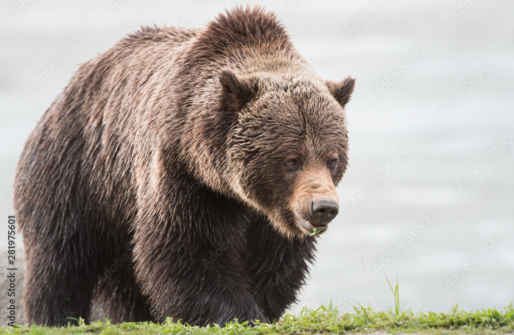 Grizzly bear in the spring