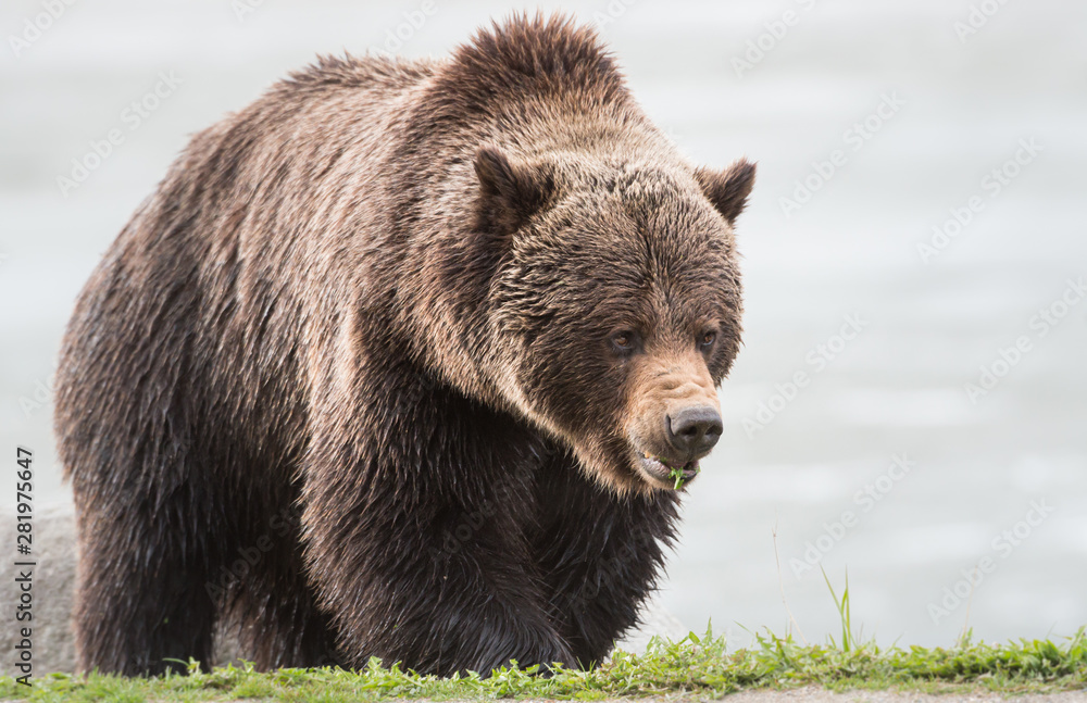 Grizzly bear in the spring