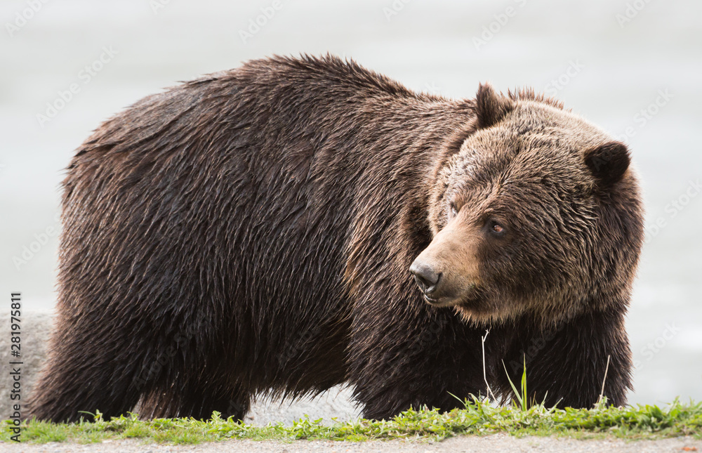 Grizzly bear in the spring