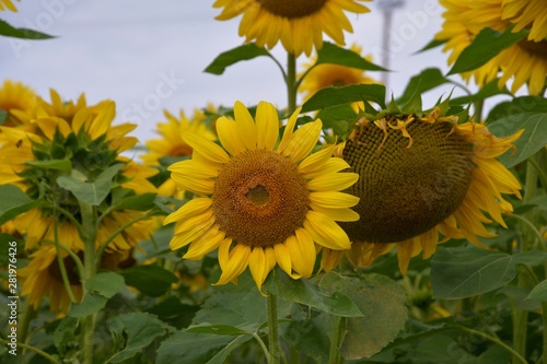 Sonnenblumen