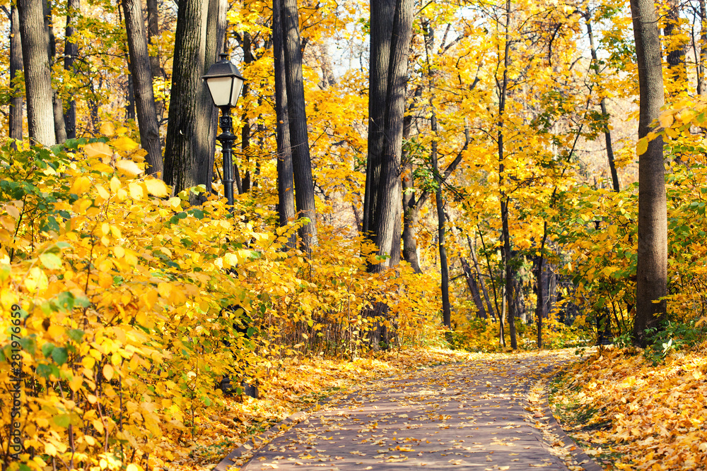 Fototapeta premium Autumn alley park landscape. Fall season nature landscape with pathway, yellow leaves tree background