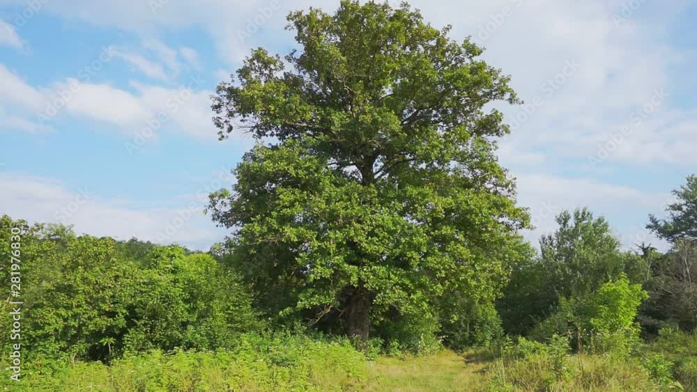huge ancient oak among other trees.old big tree huge ancient oak among other trees.old big tree