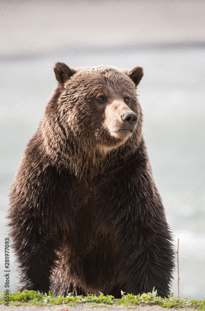 Obraz premium Grizzly bear in the spring