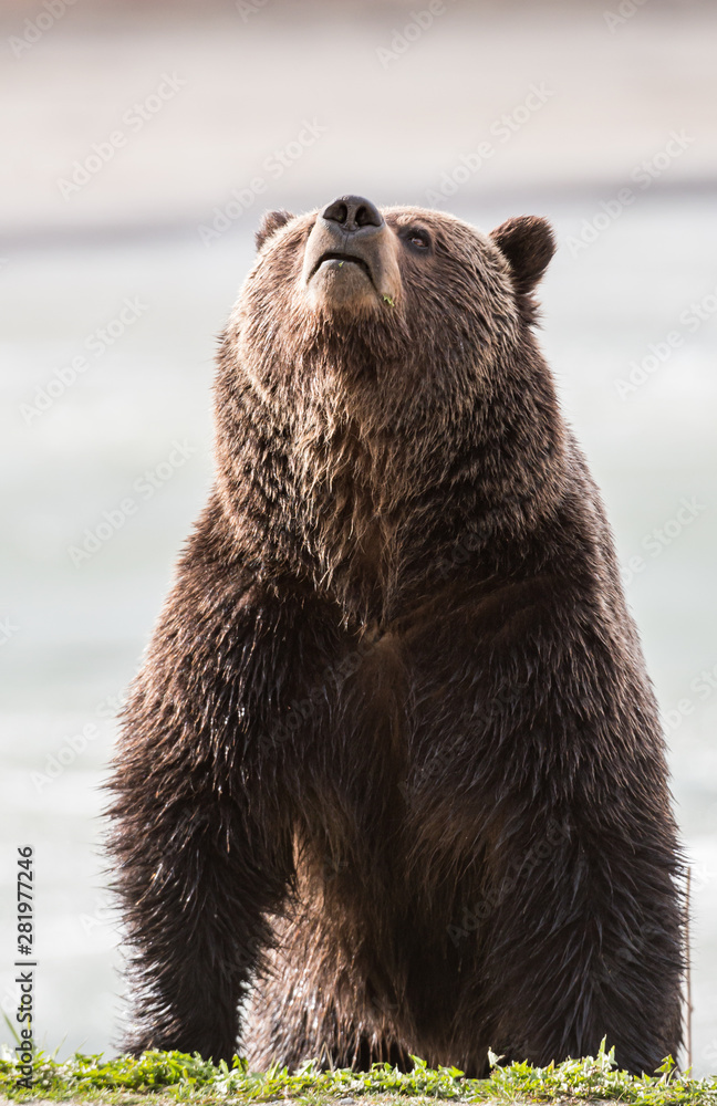 Obraz premium Grizzly bear in the spring