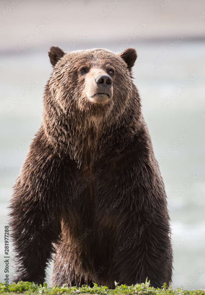 Obraz premium Grizzly bear in the spring