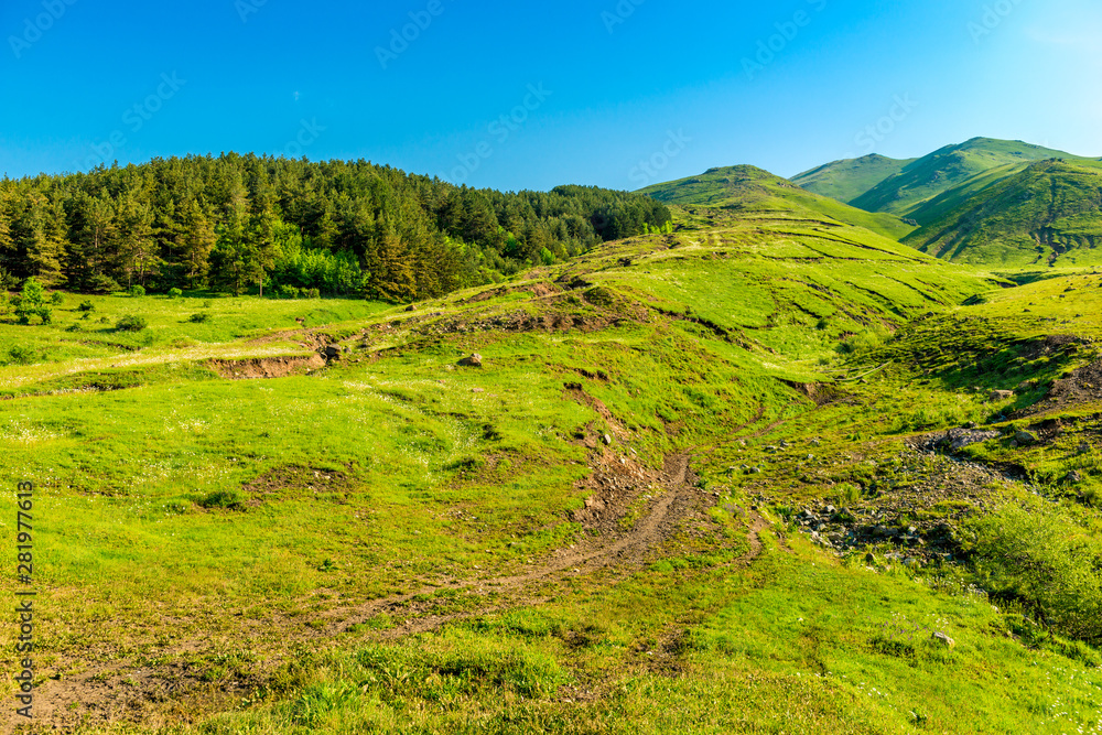 Lush green vegetation in the high mountains of Armenia, beautiful summer landscape