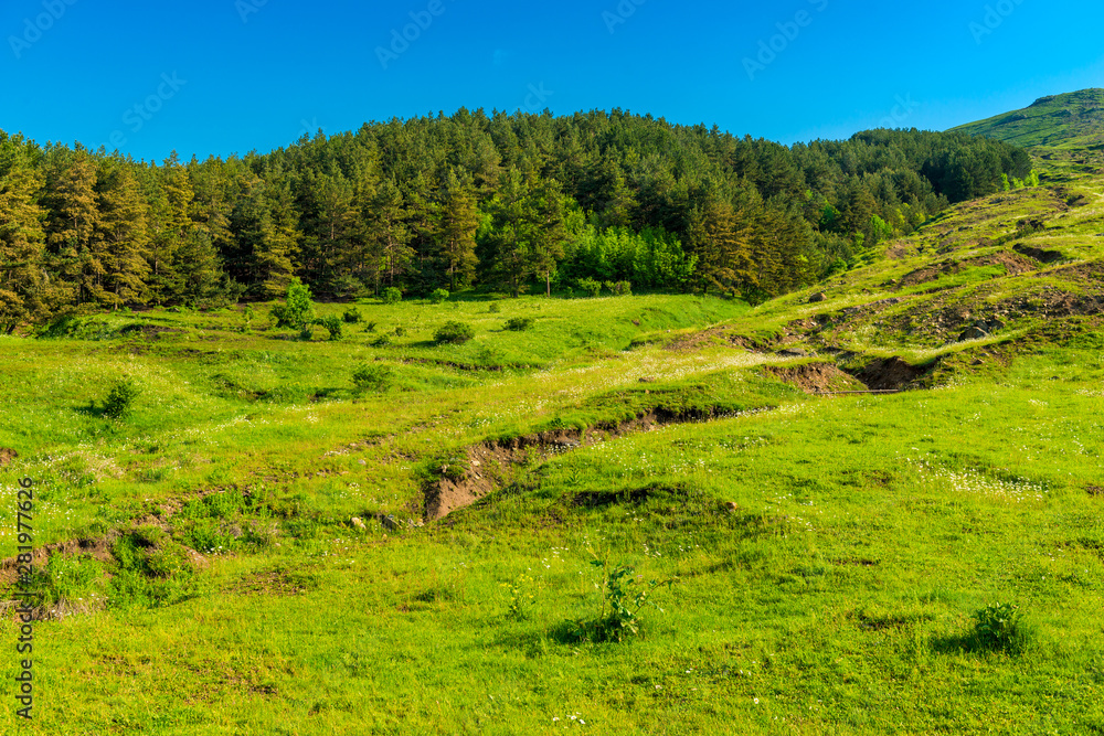Thick forests and lush green grass in the mountains of Armenia on a sunny summer day